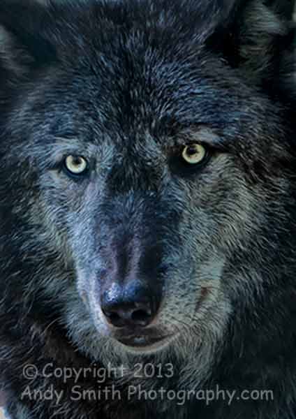 Alpha Male Timber Wolf